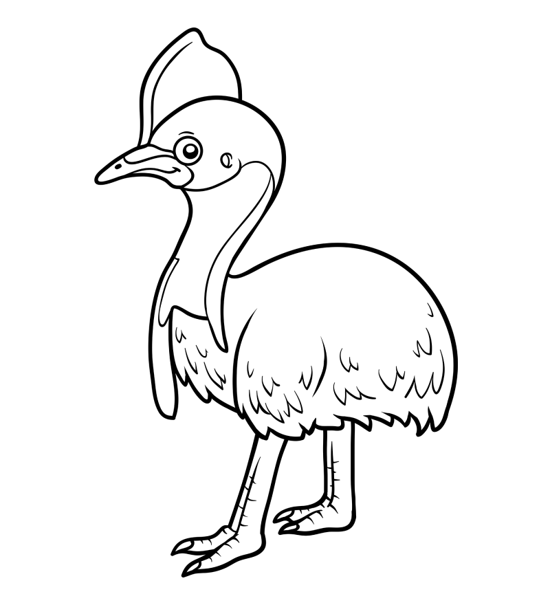 可爱的小鸟-火鸡