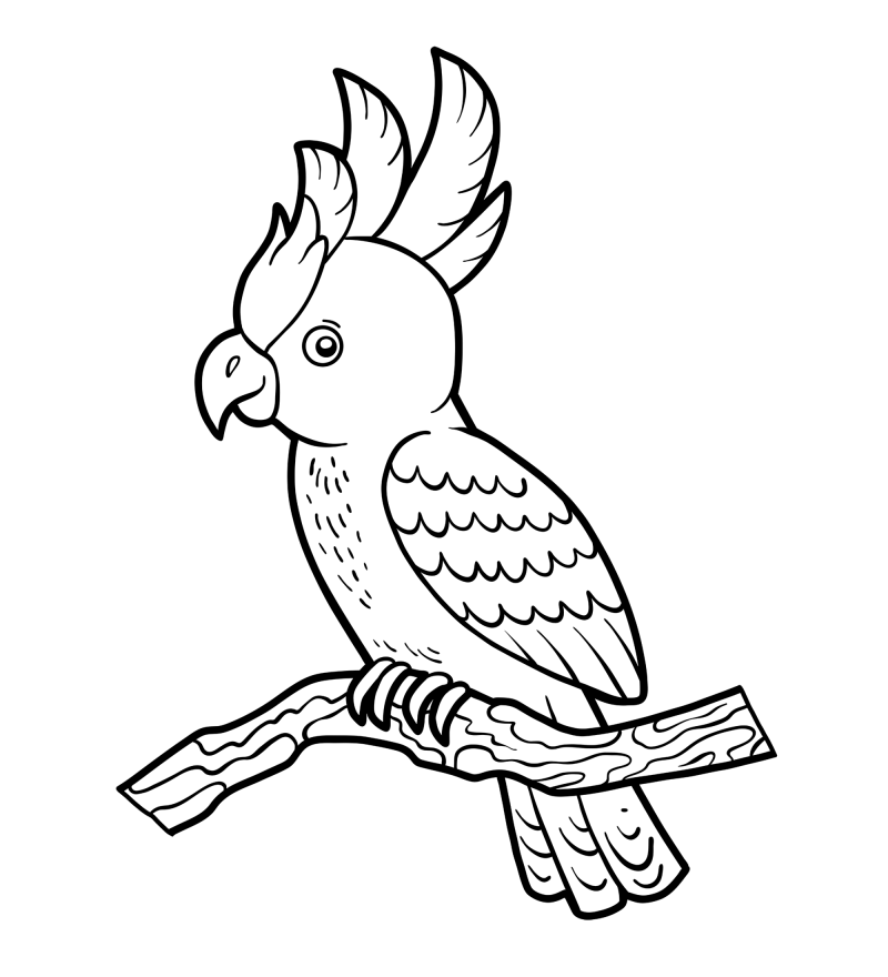 可爱的小鸟-鹦鹉