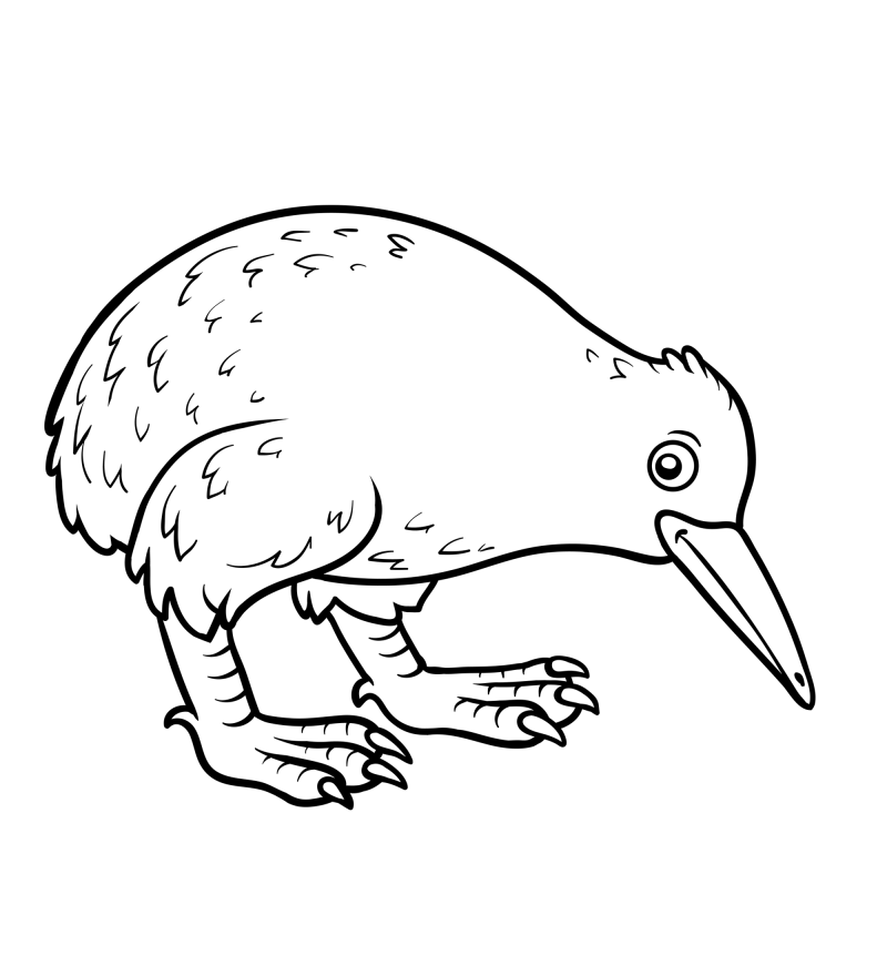 可爱的小鸟-无翼鸟