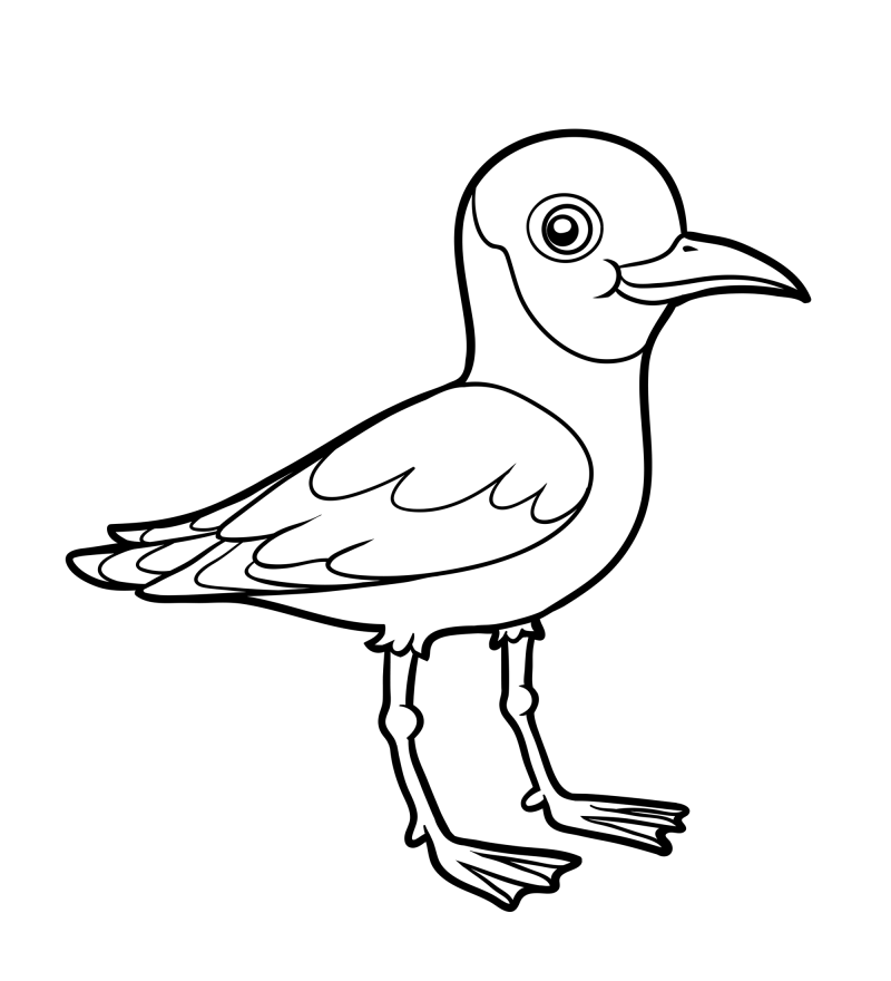 可爱的小鸟-海鸥