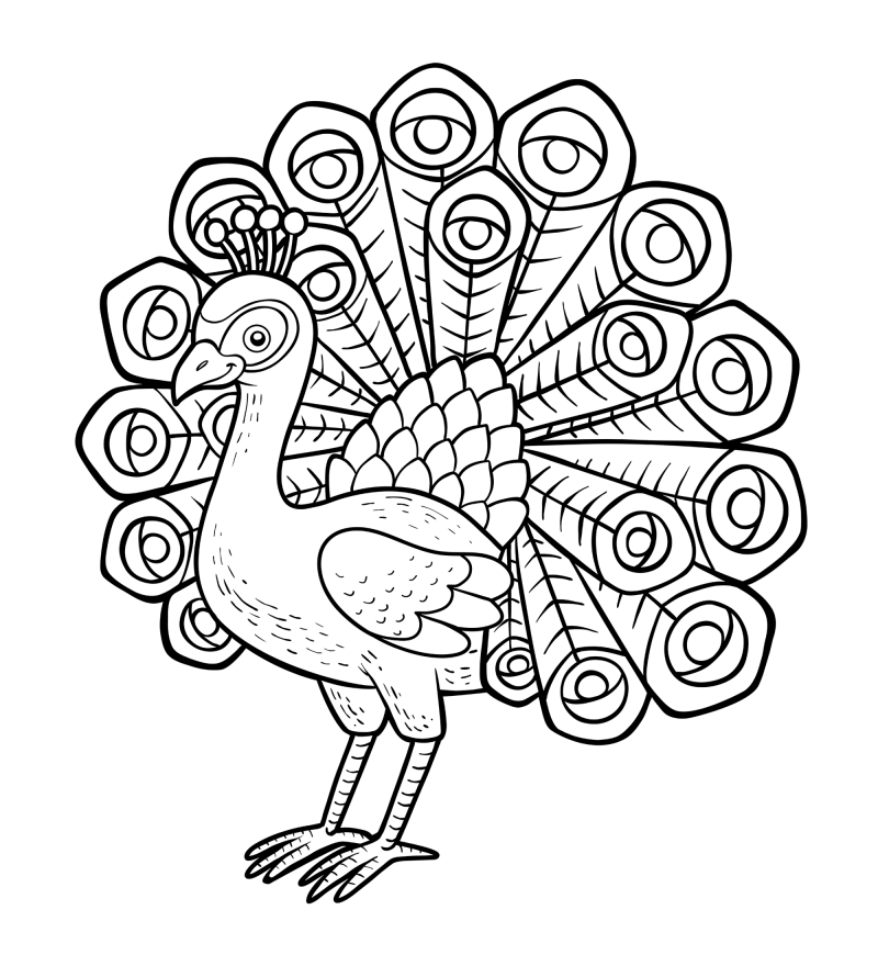 可爱的小鸟-孔雀