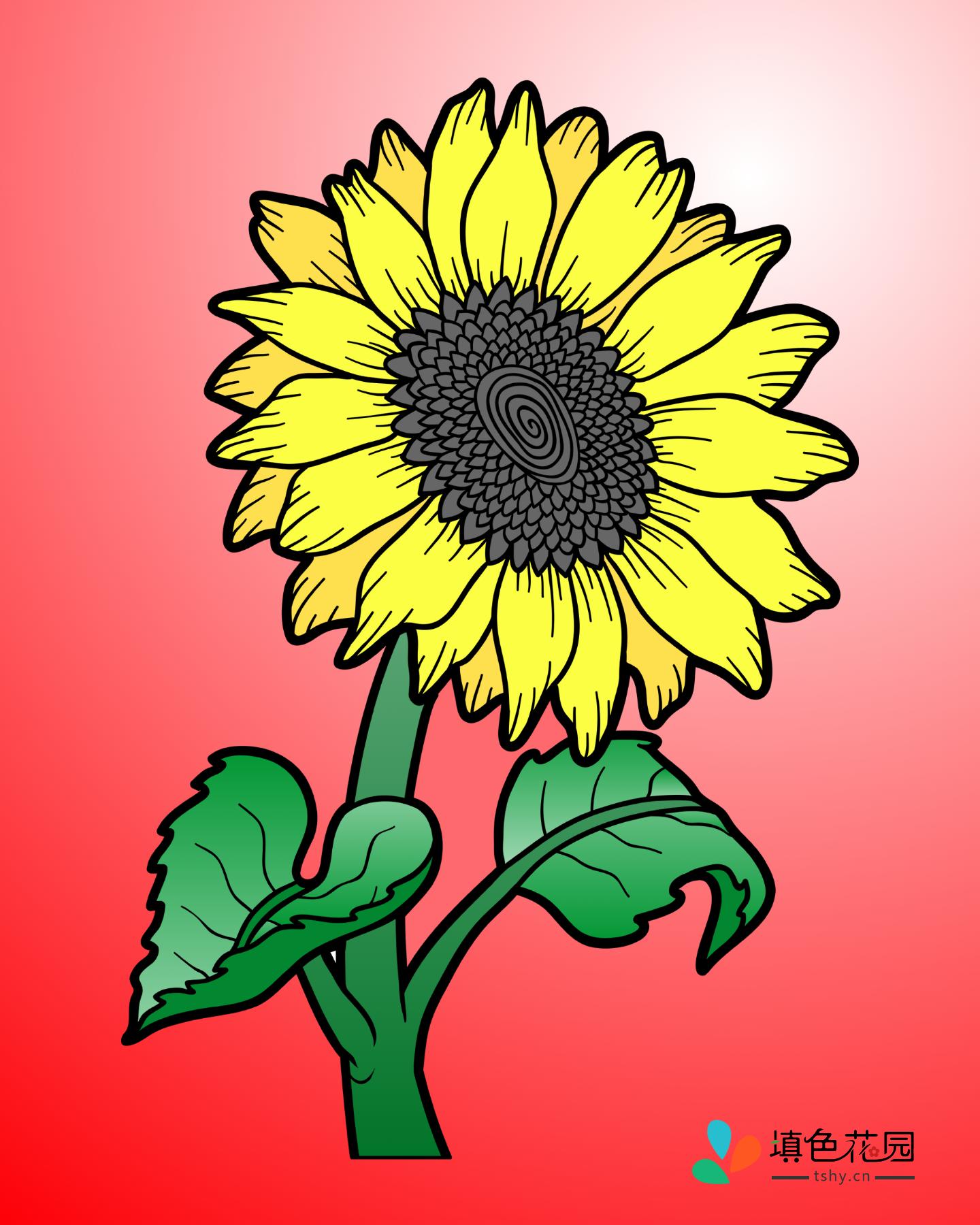 花枝-向日葵